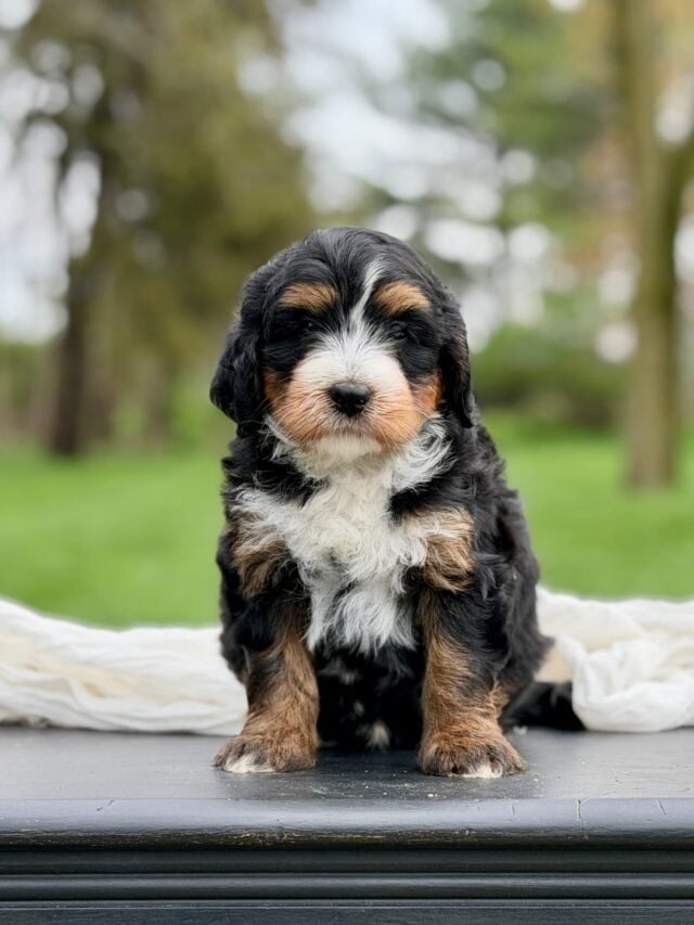 bernedoodle puppy