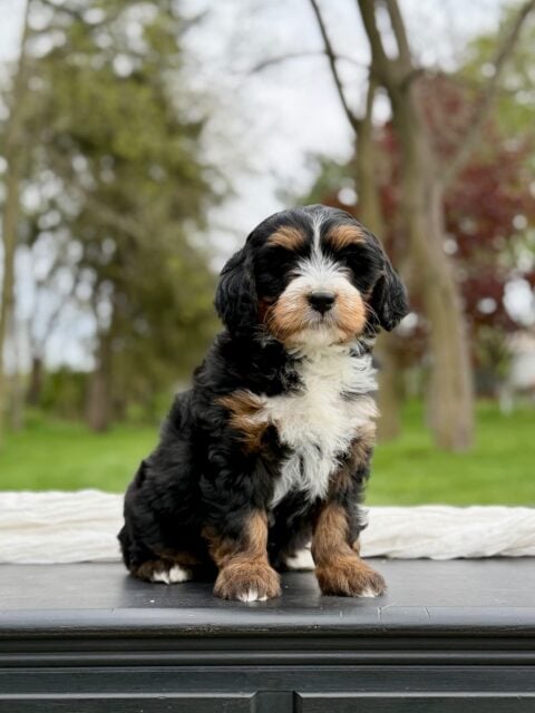 bernedoodle puppy