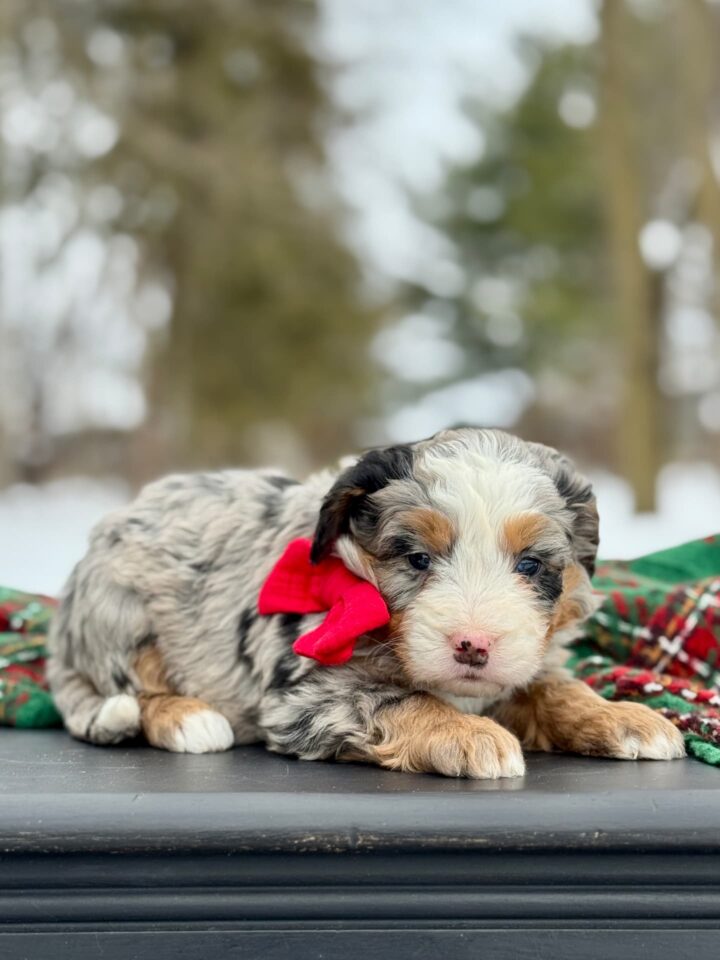 bernedoodle puppy