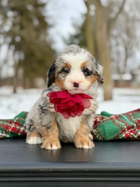 bernedoodle puppy