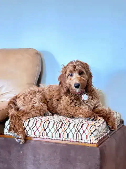 Sitting on the couch relaxing after a long day of playing.