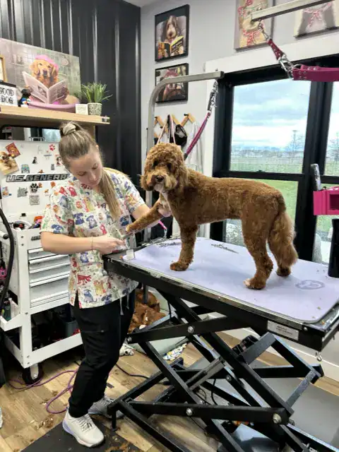 Goldendoodle enjoying his grooming