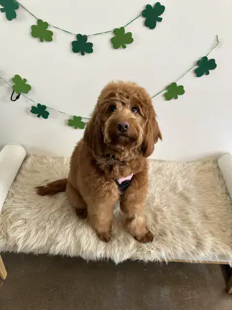 Goldendoodle sitting on her bed.