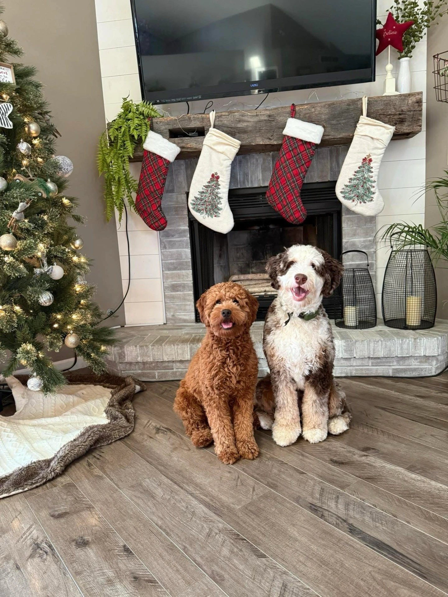 Bernedoodle and Goldendoodle posing for family Christmas photos