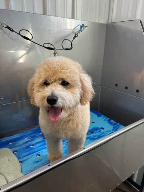 Goldendoodle freshly dried after bath