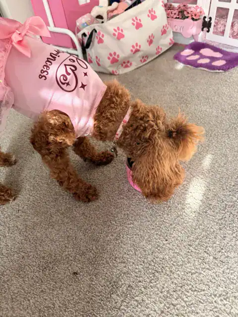 Goldendoodle eating dog food out of their favorite bowl.