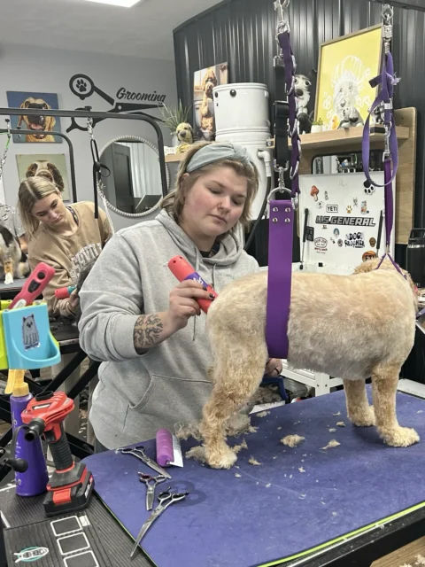 Goldendoodle getting groomed at The Pampered Pup.
