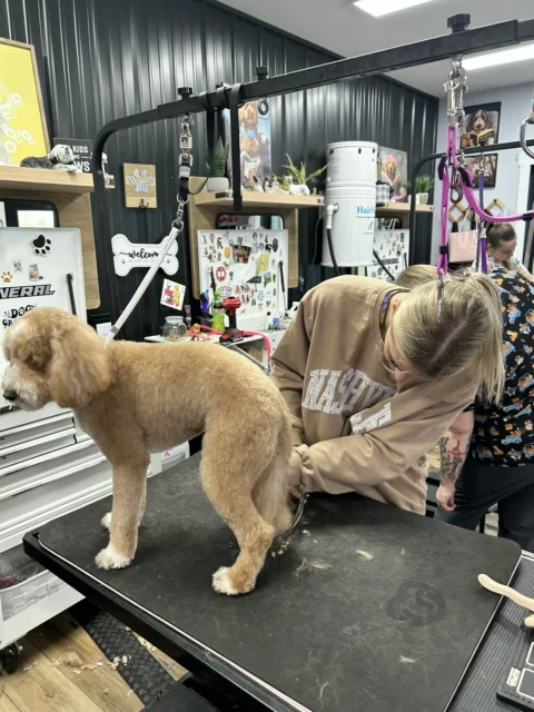 Goldendoodle getting groomed at The Pampered Pup.