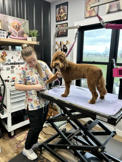 Goldendoodle getting groomed at The Pampered Pup.