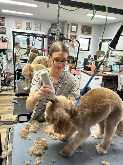 Goldendoodle getting groomed at The Pampered Pup.