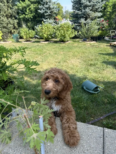 Goldendoodle playing in their yard
