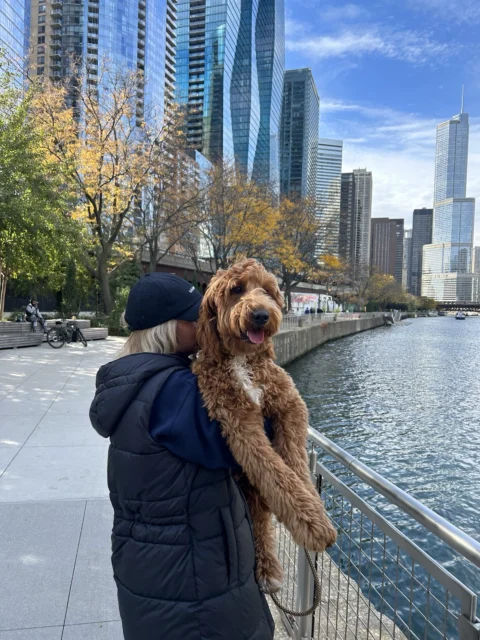 Goldendoodle on vacation with their family