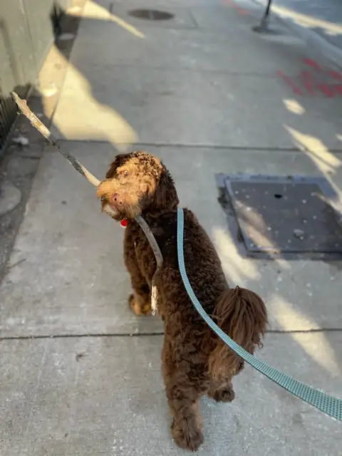 Goldendoodle carrying a stick while walking on a sidewalk.