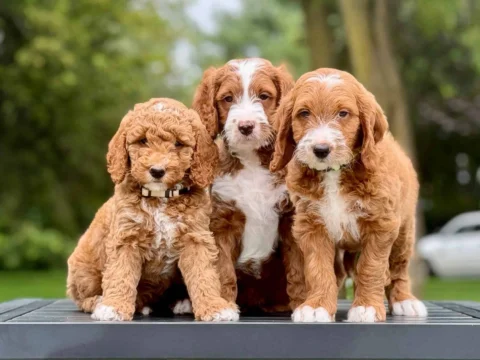 Happy Goldendoodle family taking family pictures
