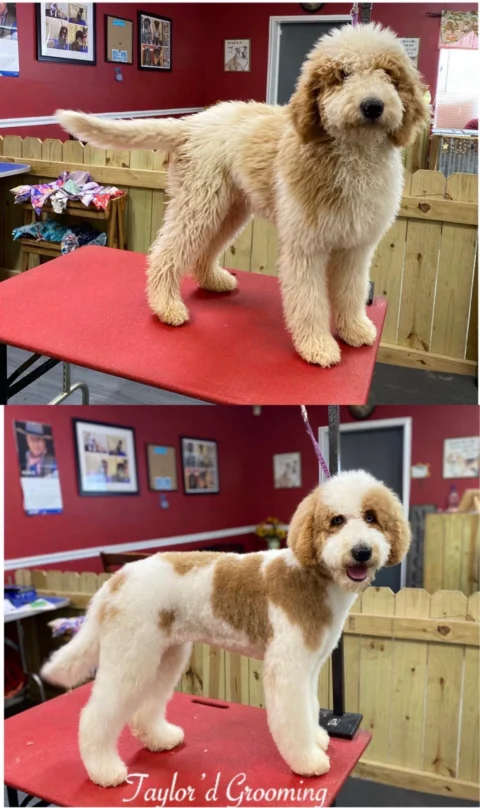Goldendoodle before and after haircut