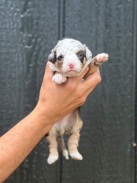 bernedoodle puppy