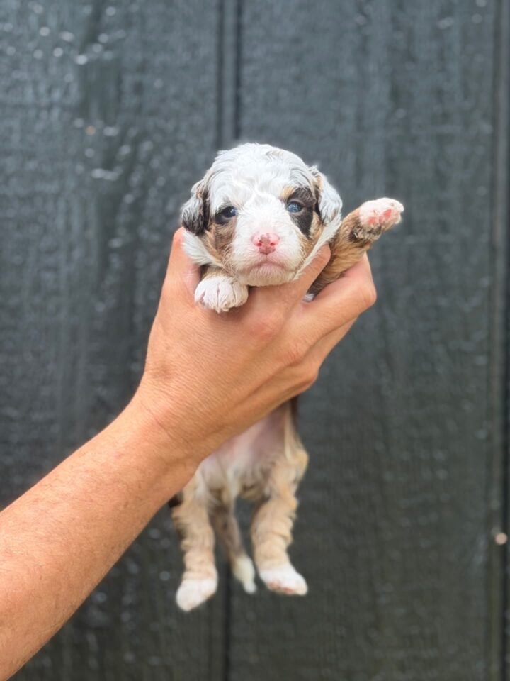bernedoodle puppy
