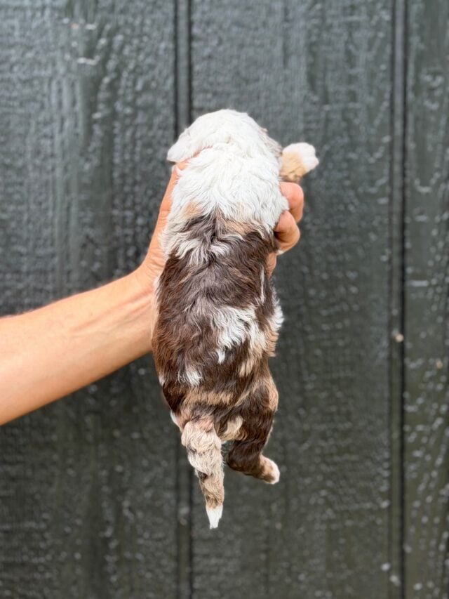 bernedoodle puppy