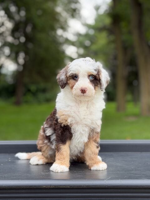 bernedoodles puppy