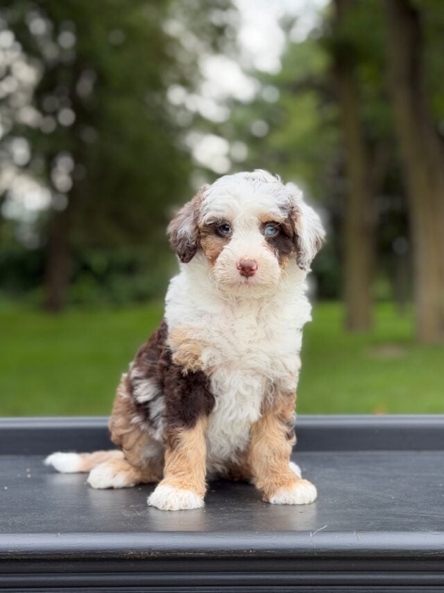 bernedoodles puppy