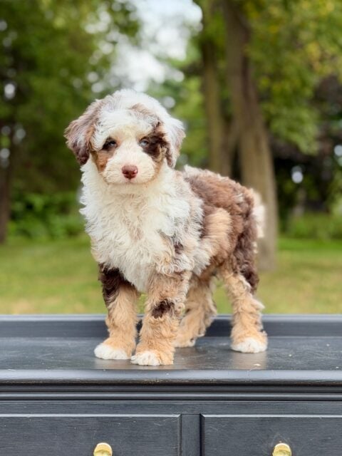bernedoodle puppy