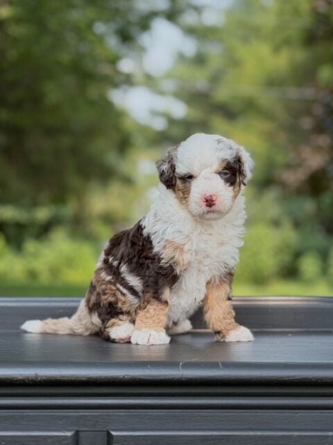 bernedoodle puppy