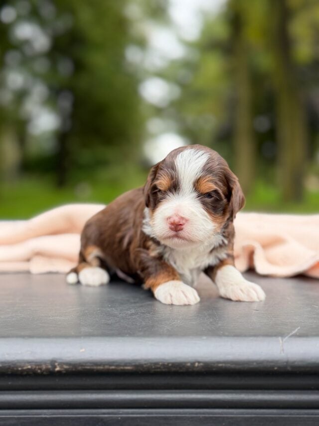 bernedoodle puppy