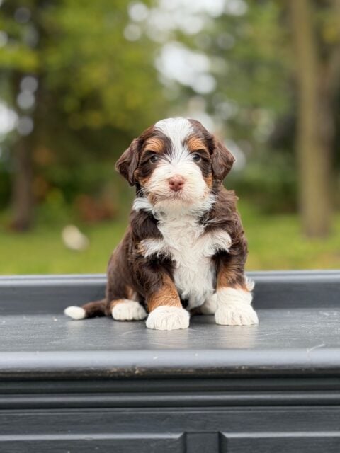 bernedoodle puppy