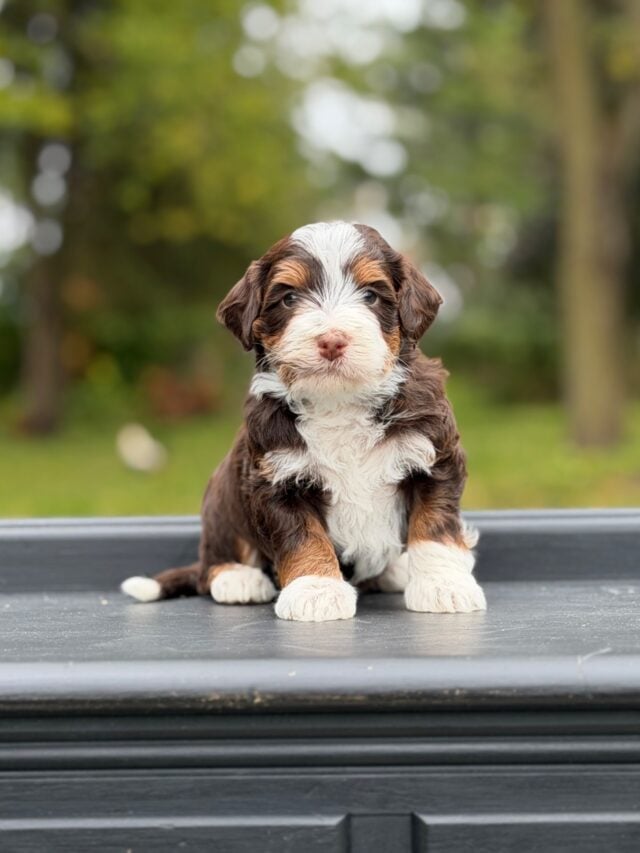 bernedoodle puppy