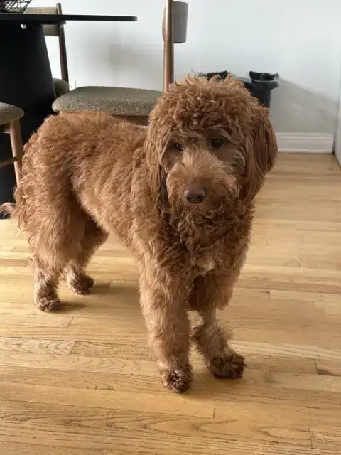 Goldendoodle ready to play with siblings