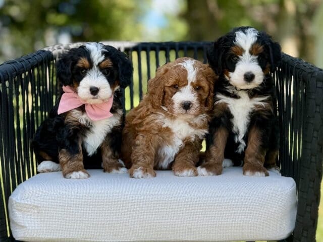 bernedoodle puppy
