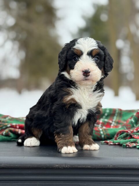 bernedoodle puppy