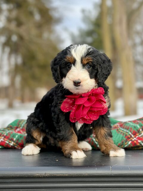 bernedoodle puppy