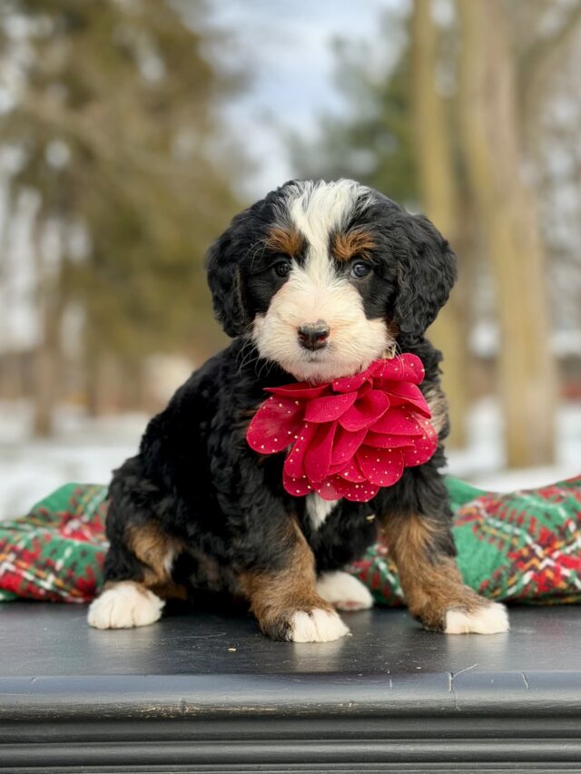 bernedoodle puppy