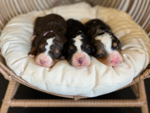 bernedoodle puppy