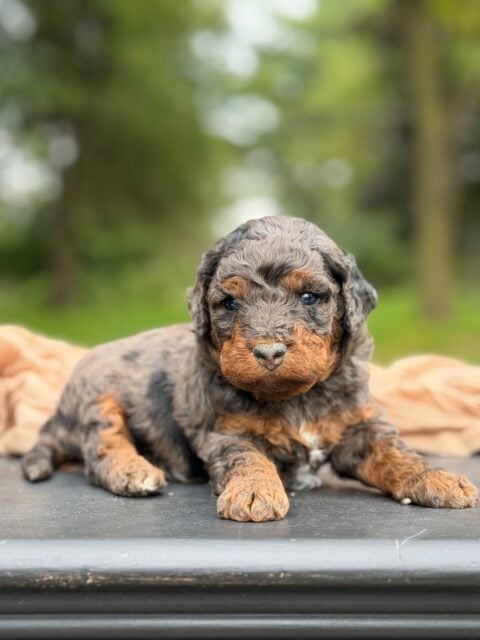 bernedoodle puppy