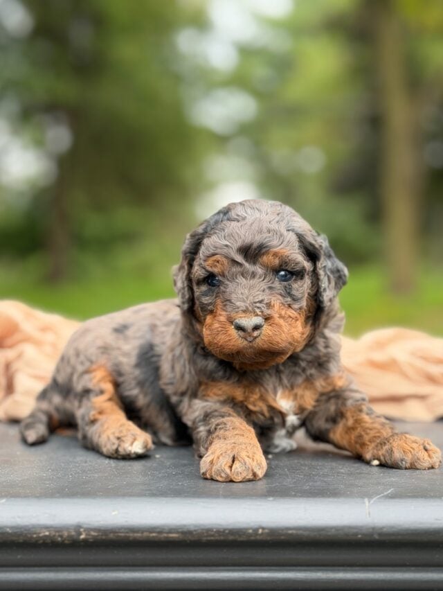 bernedoodle puppy