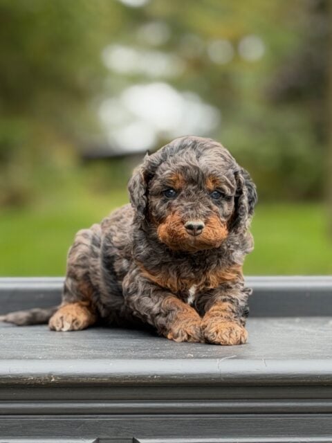 bernedoodle puppy