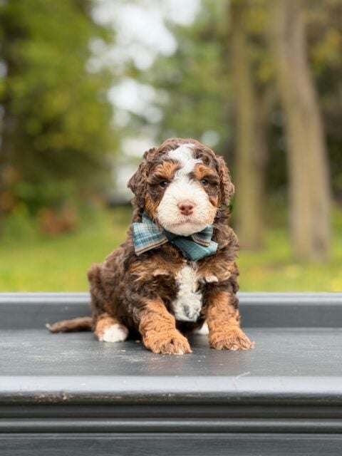 bernedoodle puppy