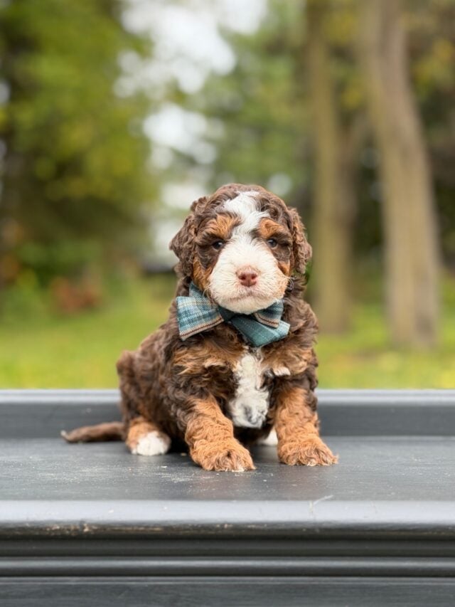 bernedoodle puppy