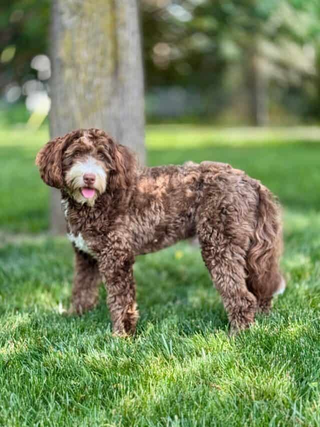 bernedoodle stud