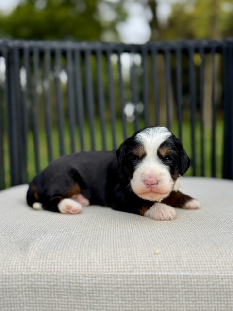 bernedoodle puppy