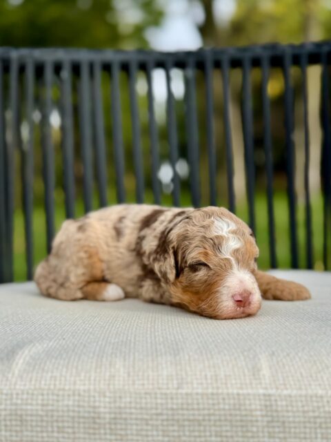 bernedoodle puppy