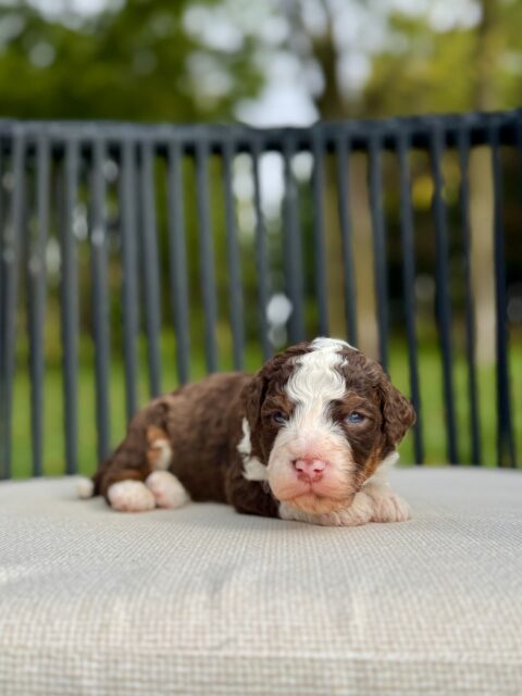 bernedoodle puppy