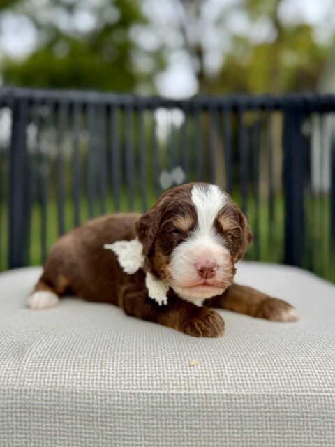 bernedoodle puppy