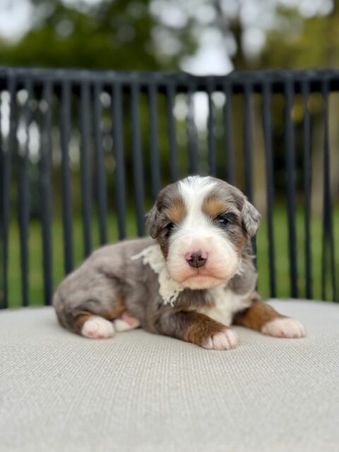 bernedoodle puppy