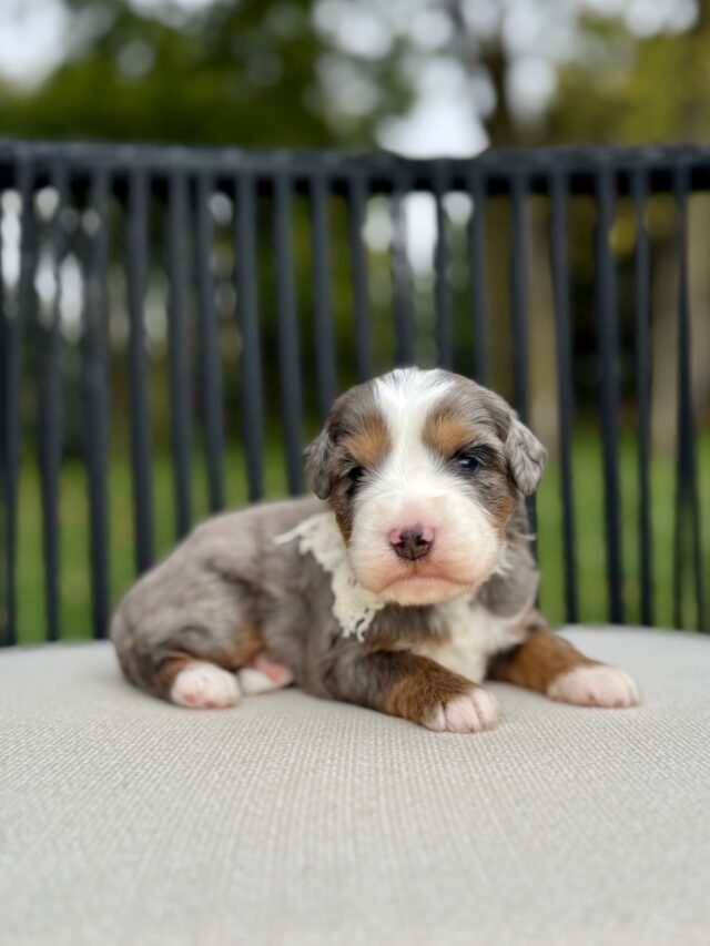 bernedoodle puppy