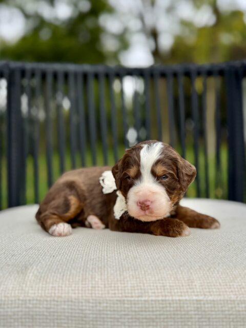 Bernedoodle puppy