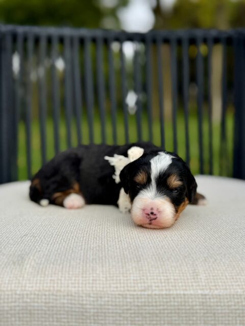 bernedoodle puppy