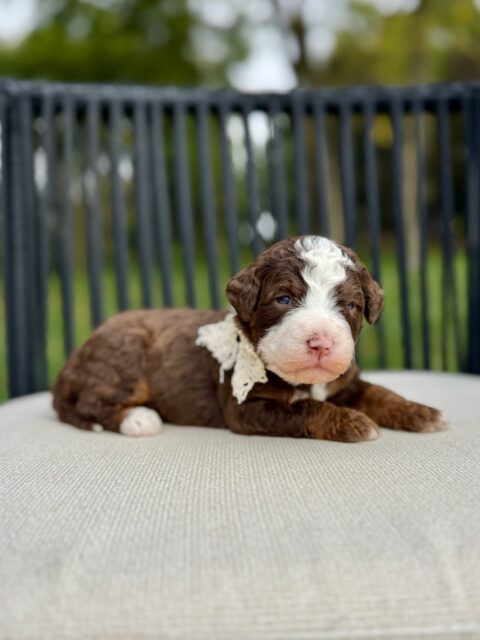 bernedoodle puppy